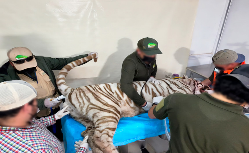 Clausuran Animal Experience tras escape y muerte del tigre de Bengala 'Kenzo'