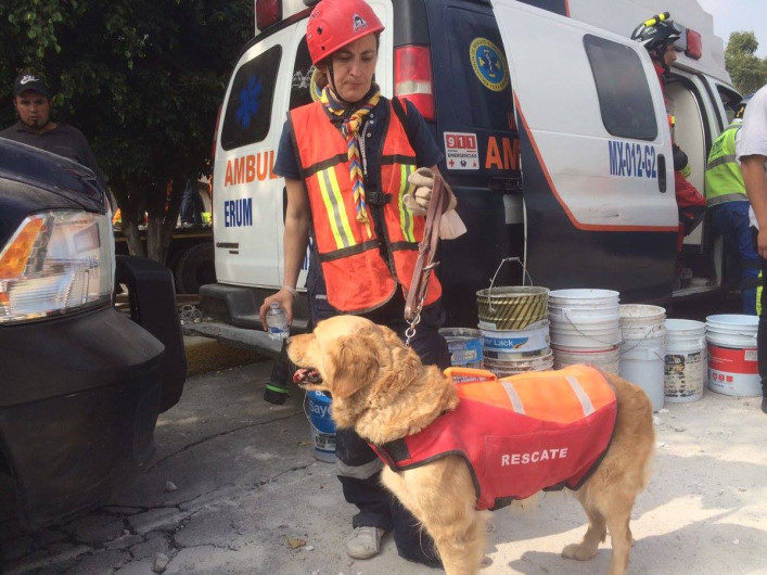 Muere Nalah, perrita rescatista en el 19s