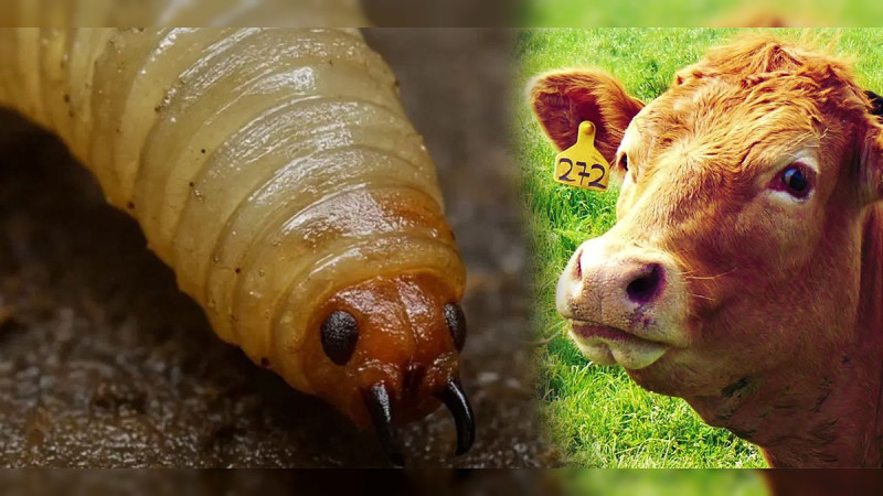 Confirman primer caso de gusano barrenador del ganado en Michoacán