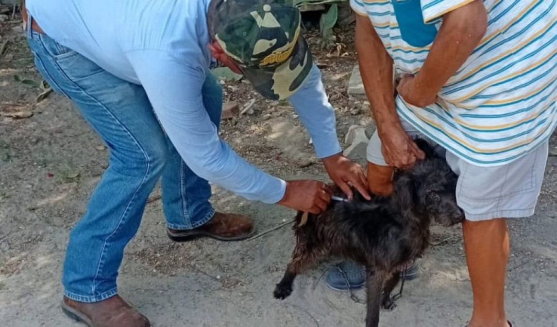 Realizará SST e IMSS-Bienestar campaña masiva de vacunación antirrábica