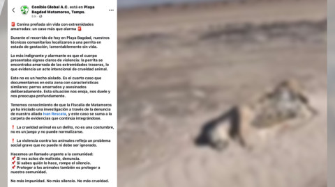Hallan a perrita gestante asesinada en Playa Bagdad; denuncian cuarto caso de crueldad animal en la zona