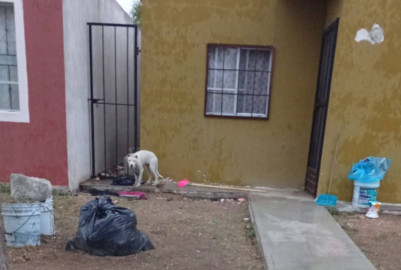 Lomitos sufren por frío, atiende 25 llamados Bienestar Animal