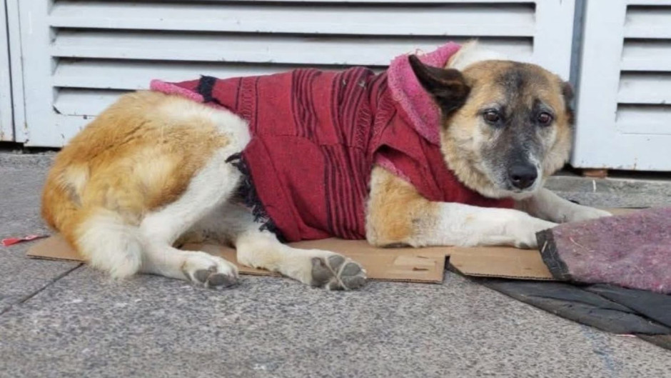 “Lobita” gana su batalla legal y seguirá viviendo en el Hospital Infantil de Morelia