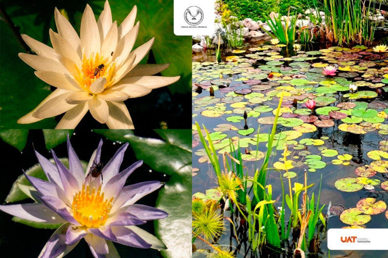 Colabora UAT en la conservación de humedales y ecosistemas acuáticos