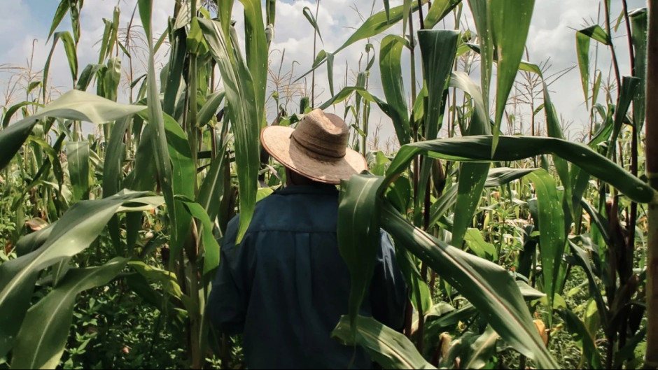 Gobierno federal buscará una tercera reunión con agricultores del maíz en México: Sheinbaum