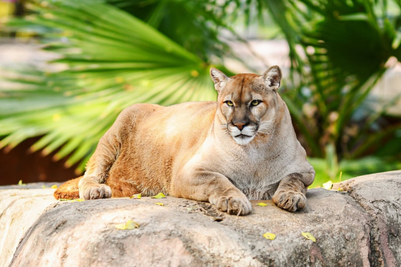 Buscan renovar experiencia del Zoológico Tamatán con nuevas especies