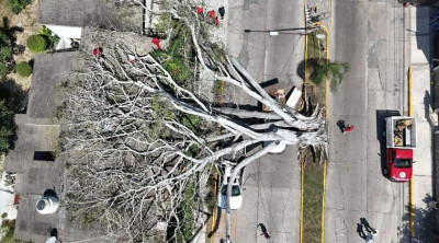 Fuertes vientos derriban árbol de 100 años en Tampico; cae sobre dos camionetas