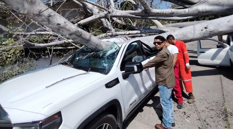 Fuertes vientos derriban árbol de 100 años en Tampico; cae sobre dos camionetas