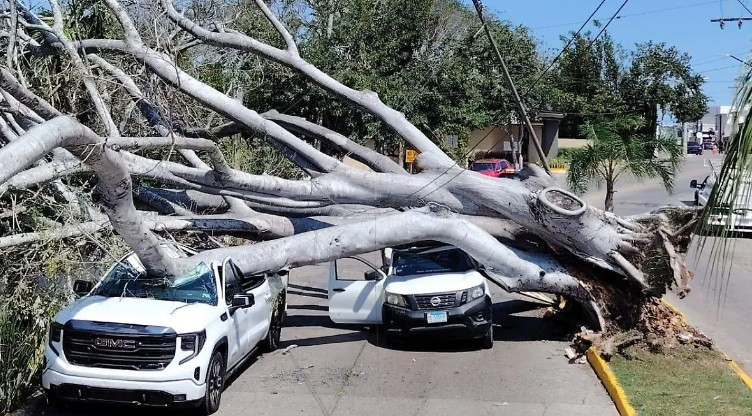 Fuertes vientos derriban árbol de 100 años en Tampico; cae sobre dos camionetas