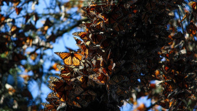 México, Estados Unidos y Canadá colaboran para proteger a la mariposa monarca