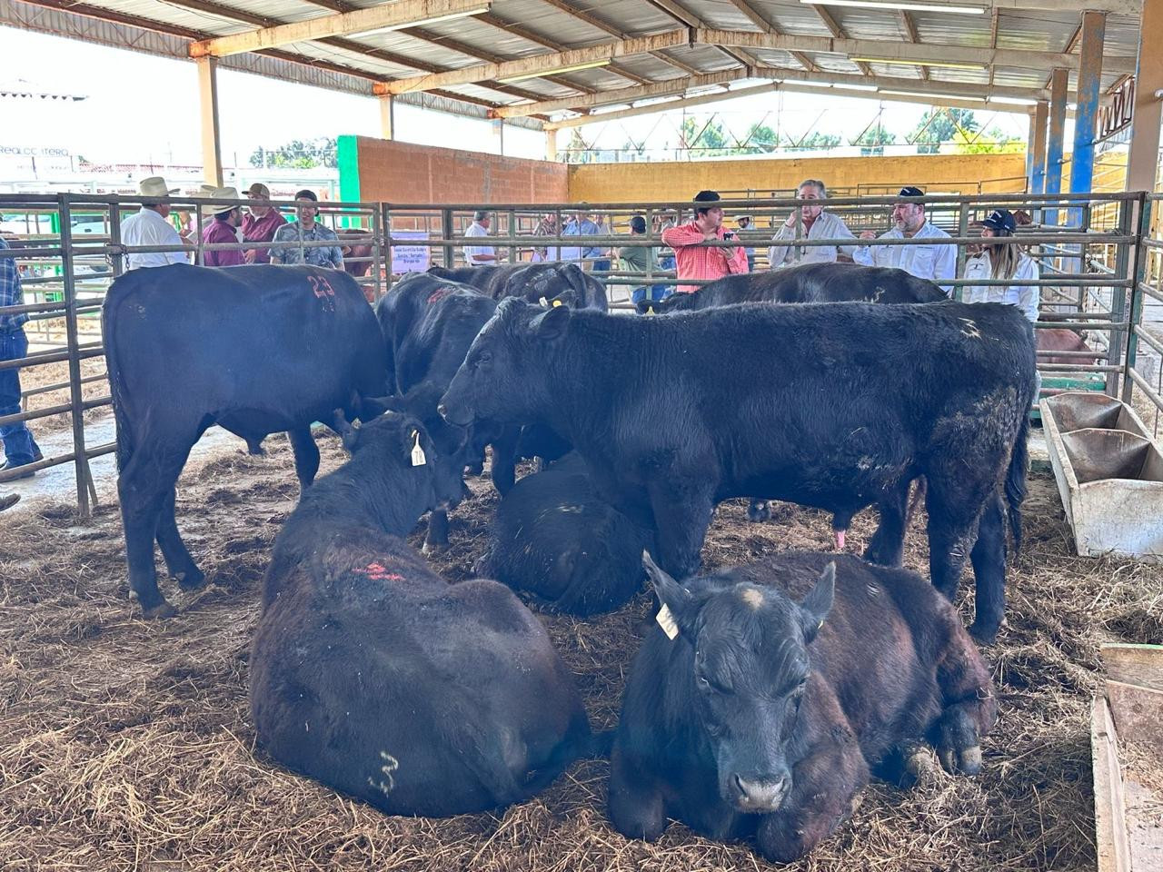 Sólido el mercado interno: El 70% de la tamaulipeca se comercializa en el estado