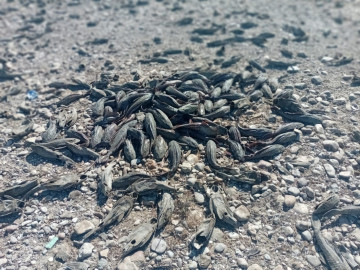 Amenaza "Pez Diablo" ecosistema en el Río Bravo