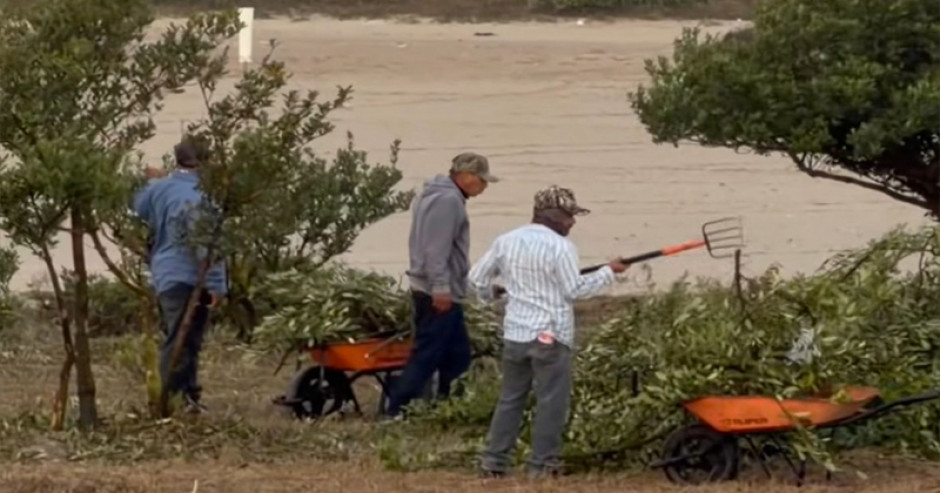 Conibio Global A.C. denuncia tala de manglar en Matamoros