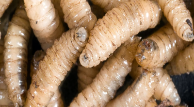 Confirman primer caso de gusano barrenador en humano en Tamaulipas