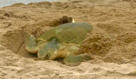 Tamaulipas registra más de 2 mil nidos de tortuga lora en temporada 2026
