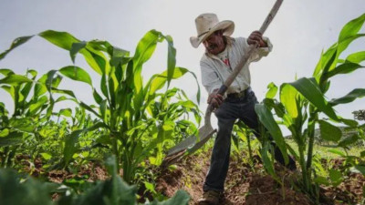 Gobierno anuncia eliminación de ‘deudas impagables’ a productores de la Financiera Rural; beneficiará a más de 60 mil agricultores