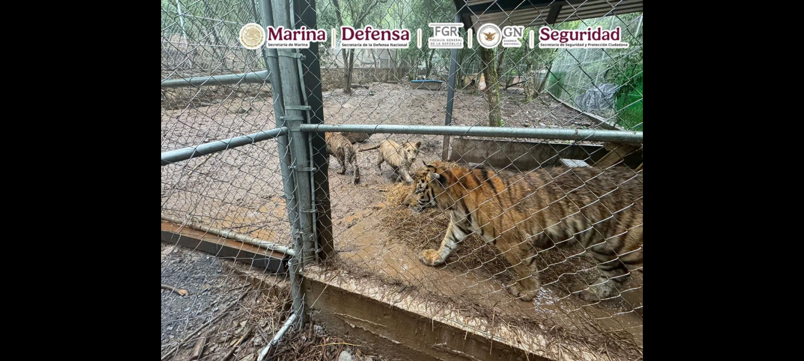 Detienen en Nuevo León a líder de célula delictiva ligada al contrabando de combustible