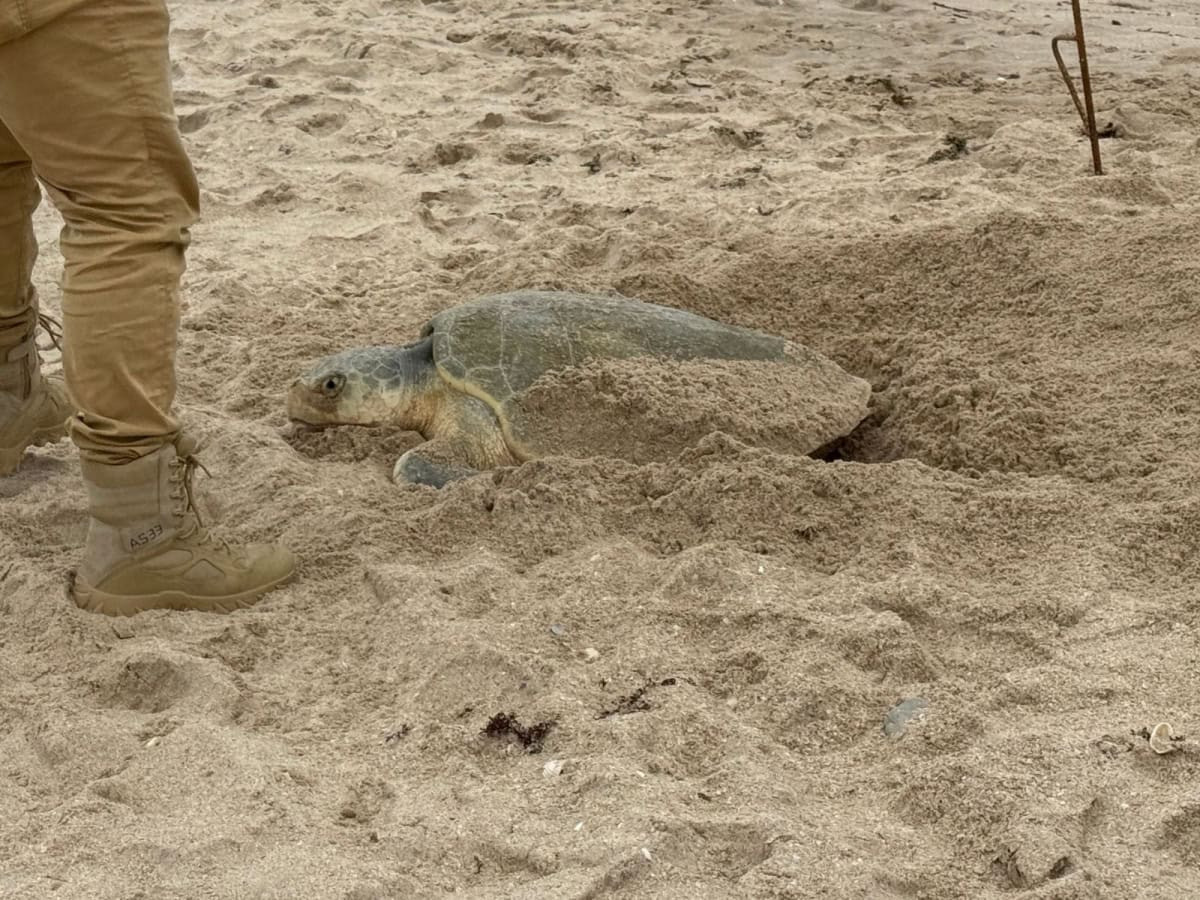 Tamaulipas supera los 2 mil 400 nidos protegidos de tortuga lora