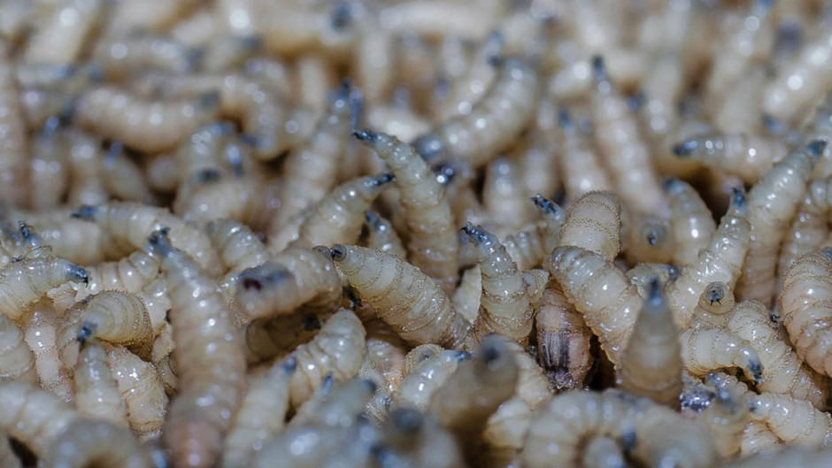 Confirman primer caso humano de gusano barrenador en Jalisco