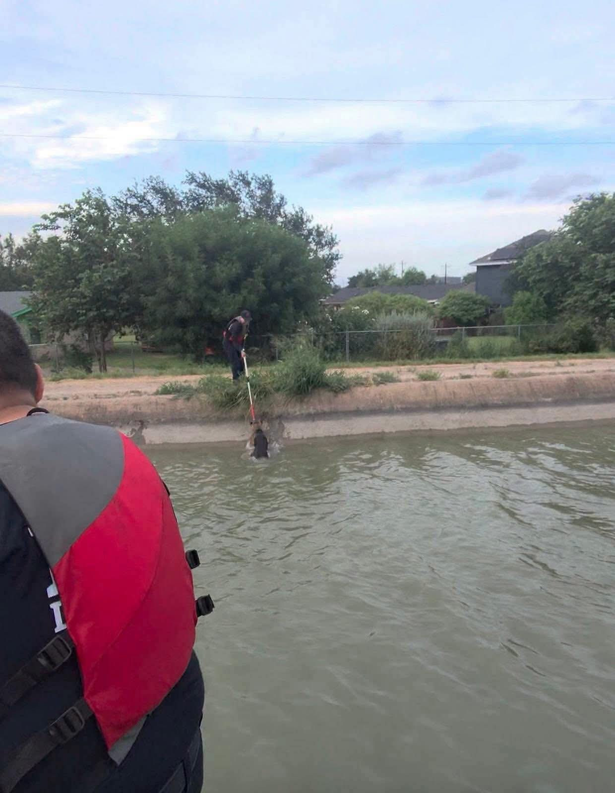 Bomberos rescatan a seis perros atrapados en un canal en Mission, Texas