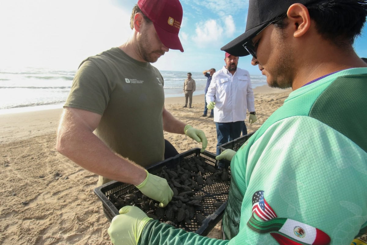 Tamaulipas fortalece conservación de la tortuga lora; liberan más de 590 mil crías