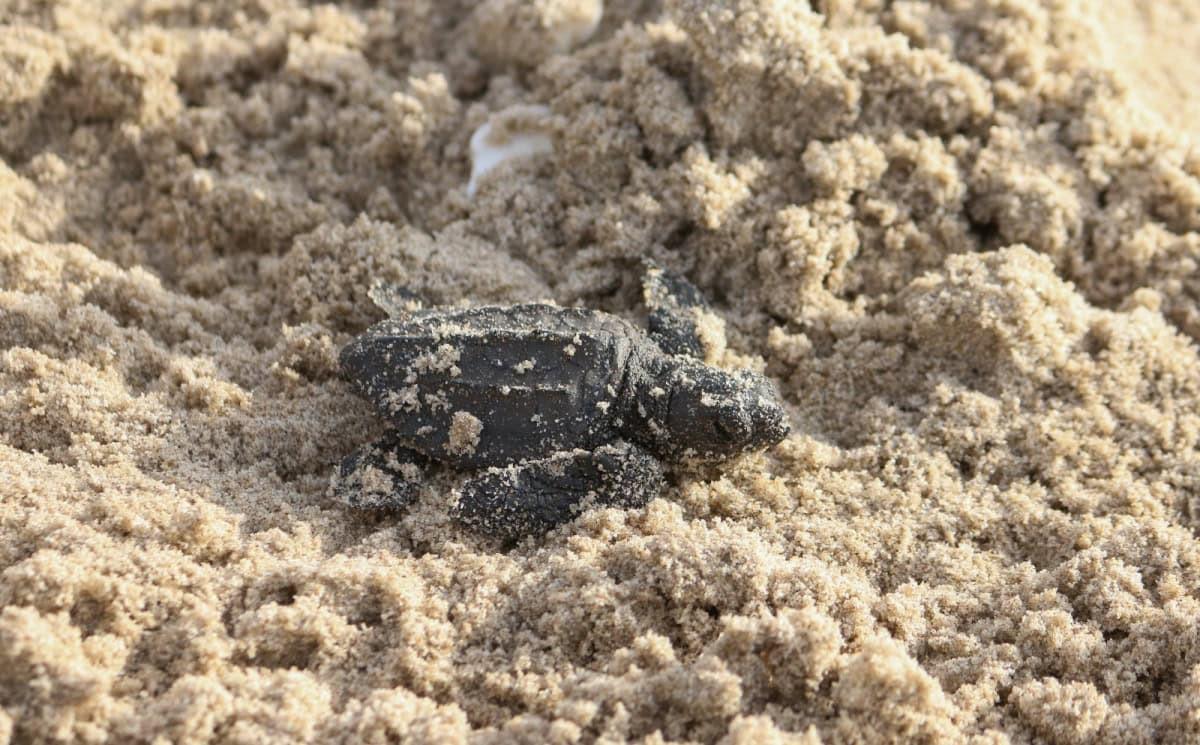 Tamaulipas fortalece conservación de la tortuga lora; liberan más de 590 mil crías