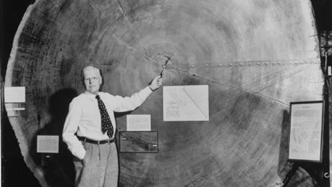 “Prometeo”, un pino muy viejo, más que las pirámides