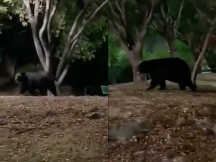 ¡Uno más! Captan enorme oso paseando en un parque en Nuevo León 