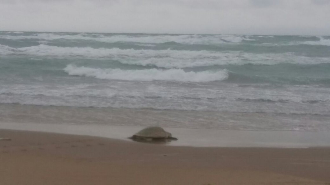 Continúa el arribo de tortugas Lora a playa Miramar