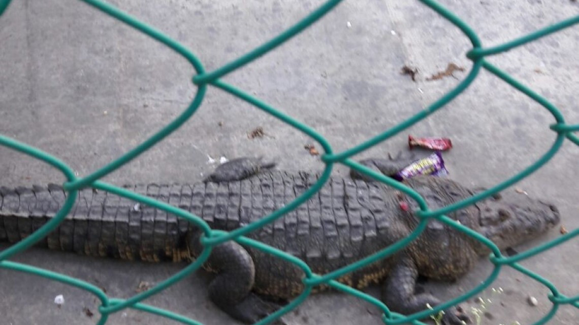 Aparece cocodrilo en canal a cielo abierto 