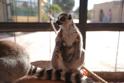 Tiene Zoológico de Nuevo Laredo nuevos inquilinos; nacen crías de hipopótamo y lémur 