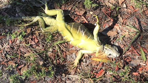 Iguanas se congelan por bajas temperaturas en Florida