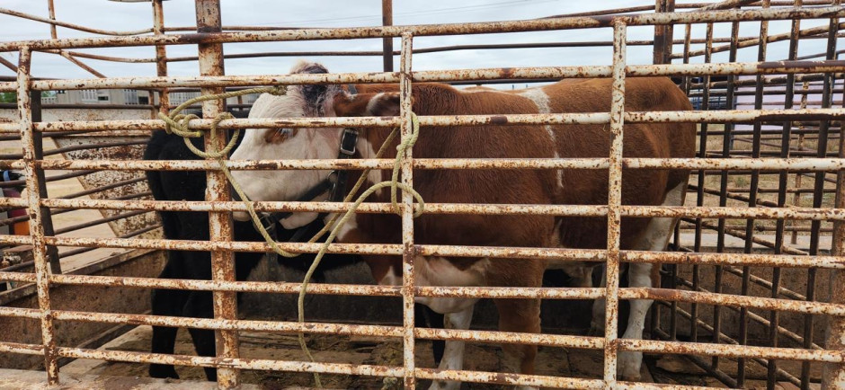 Convierten restricción de exportación en oportunidad de negocio