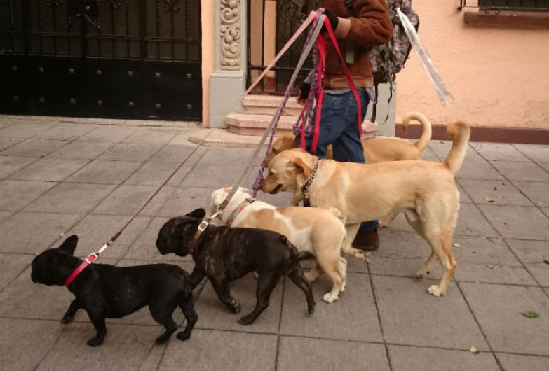 Detectan 4 perros contagiados de COVID-19 en México 