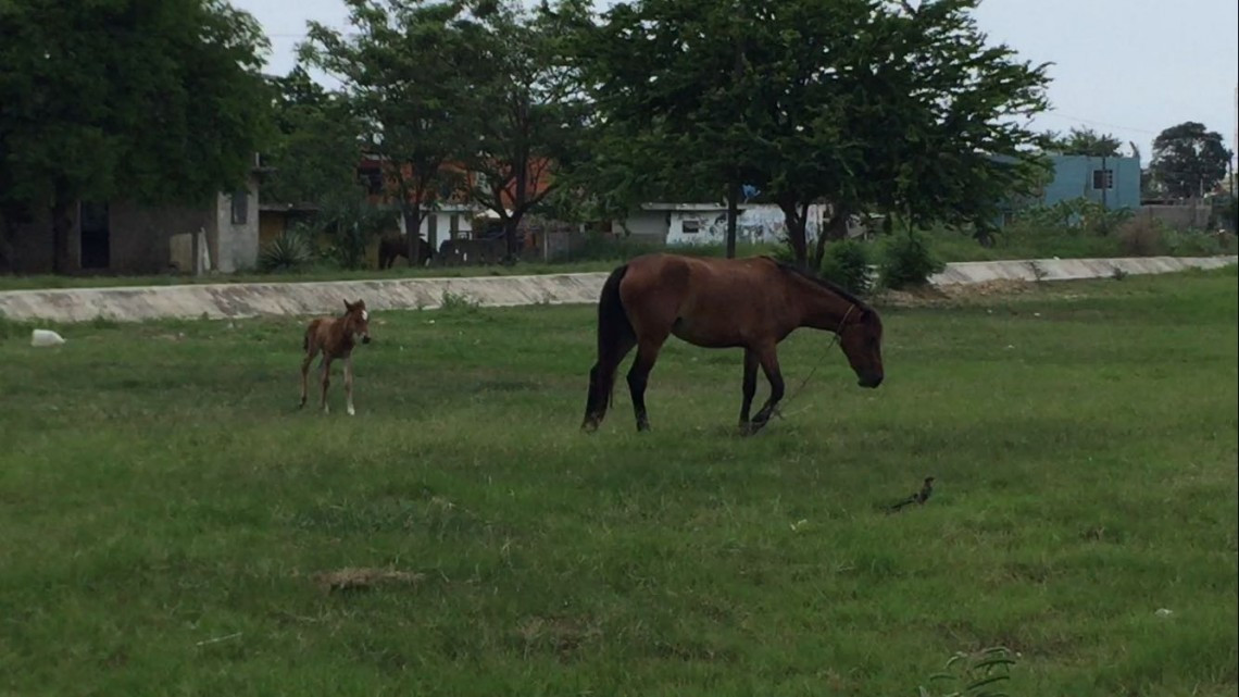 Se lleva a cabo foro para determinar un reglamento de protección a los animales en Altamira