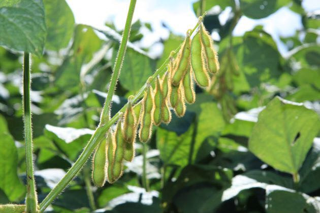 Primeras lluvias alistan el terreno para la siembra de soya
