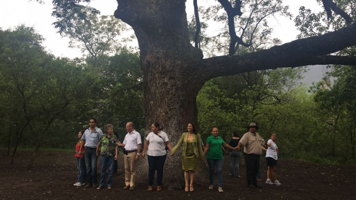 Conmemoran Día del árbol junto a "El abuelo" 