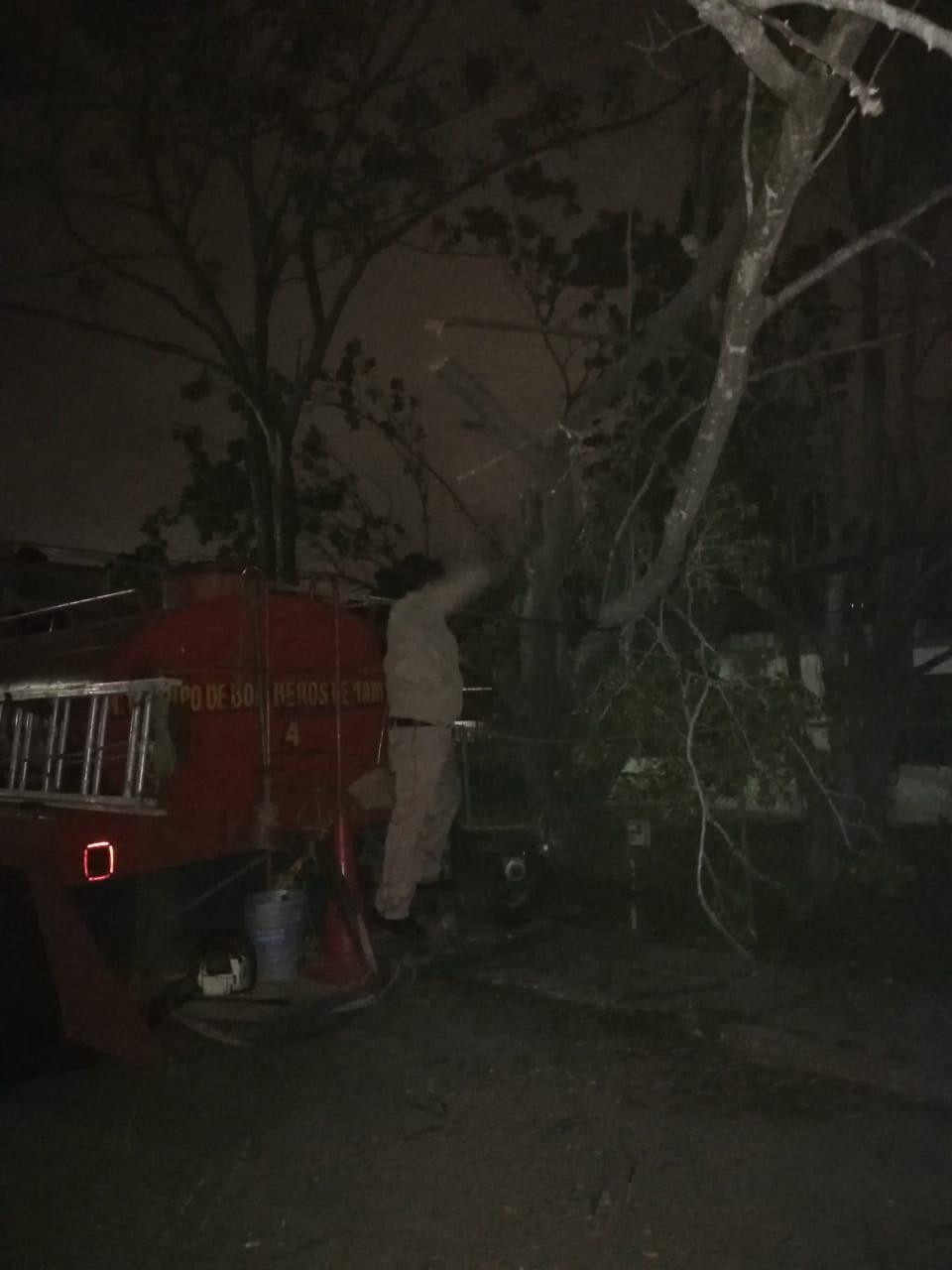 Norte tumba árboles, anuncios luminosos y deja sin luz a colonias de Tampico 