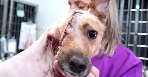Salvan vida a perro que pierde mitad de la cabeza tras golpiza