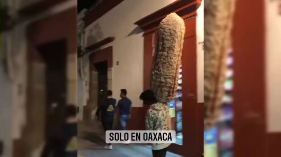Elotes gigantes de Oaxaca son la sensación en redes