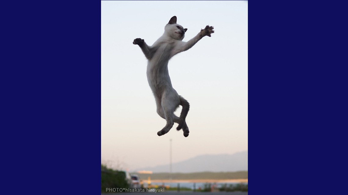 Estos gatos no son ninjas, pero lo parecen