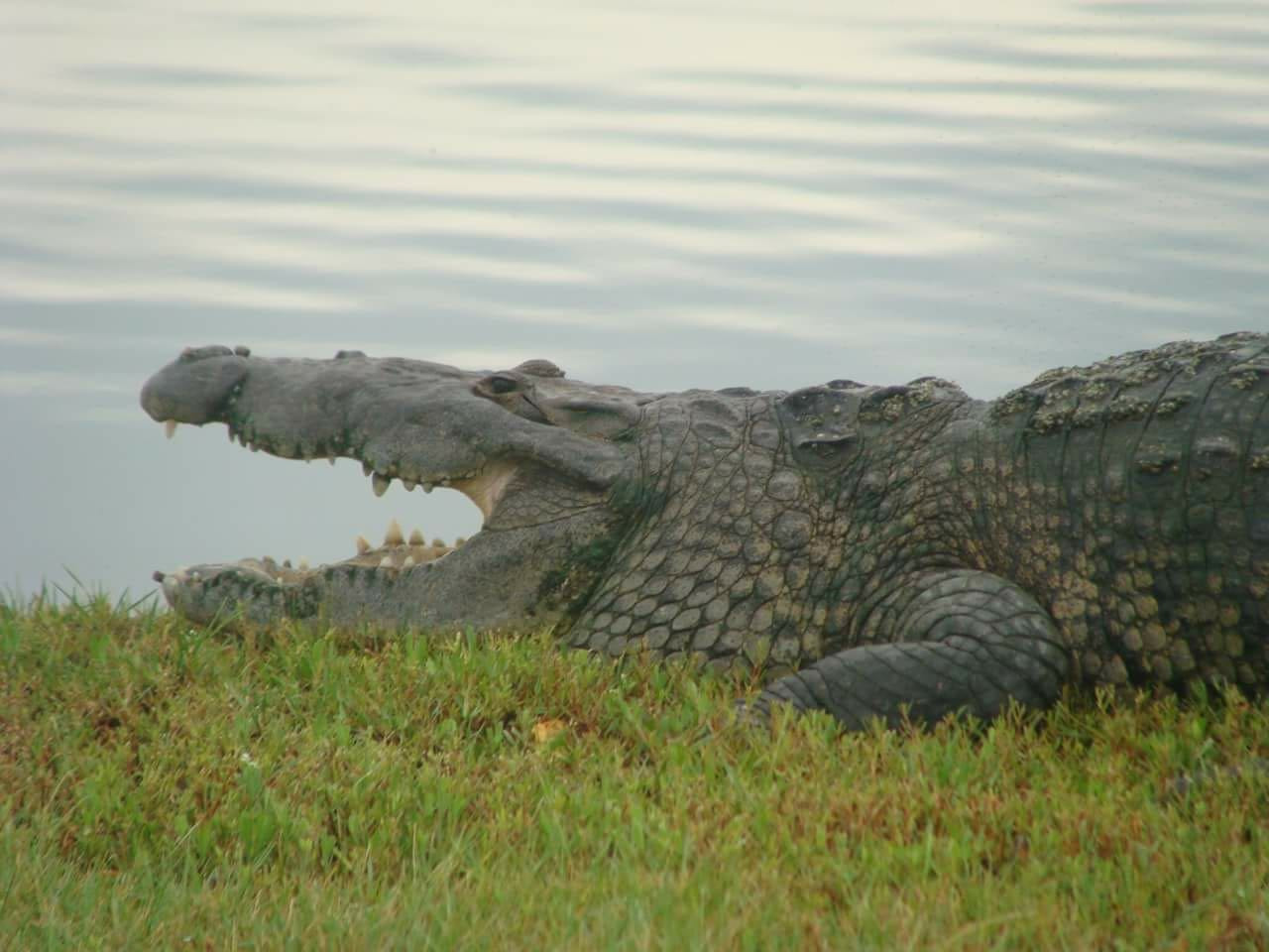 Exigen mayor vigilancia en Laguna del Carpintero tras ataque de cocodrilo