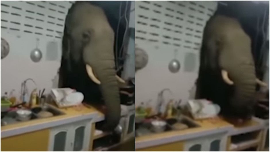 Elefante destroza la pared de una casa en Tailandia  para buscar comida