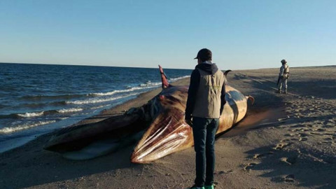 Ballena Jorobada es encontrada si vida en playas de Baja California