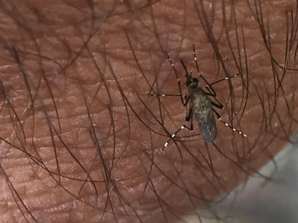 Secretaría de salud intensificará combate contra mosco del dengue.