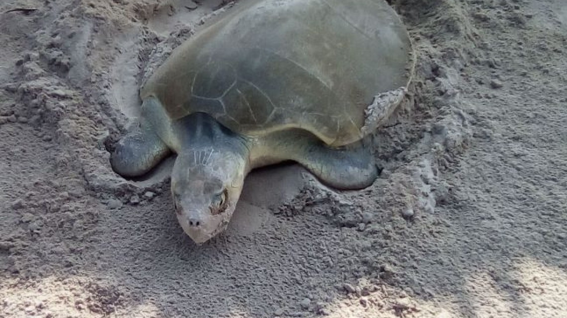 Continúa el arribo de tortugas Lora a playa Miramar