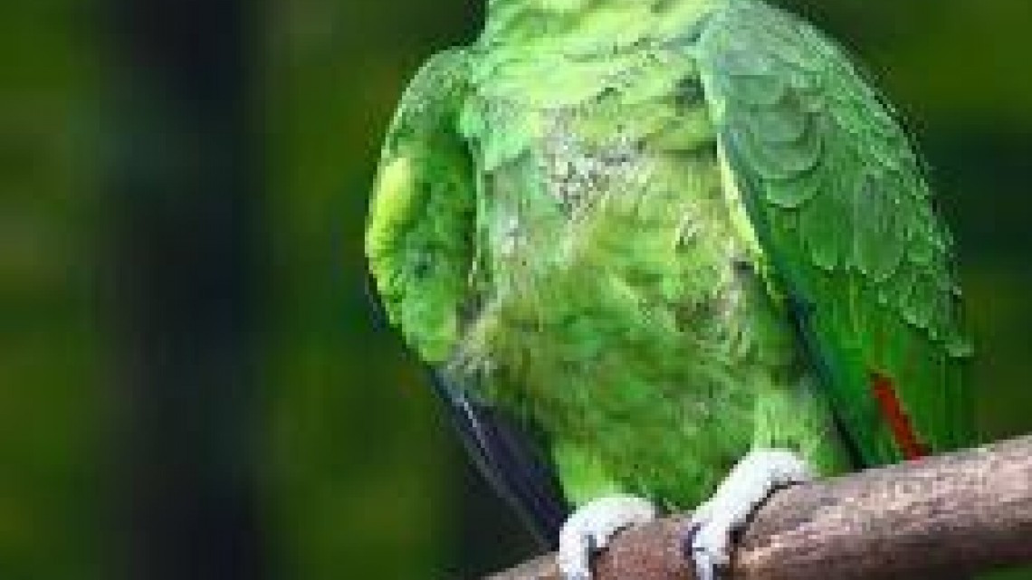 Por presencia de felinos, aves y flora diversa, se busca crear zona de protección ambiental.
