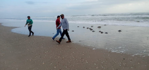 Regresa Comisión de Parques 62 tortugas verdes rescatadas al mar