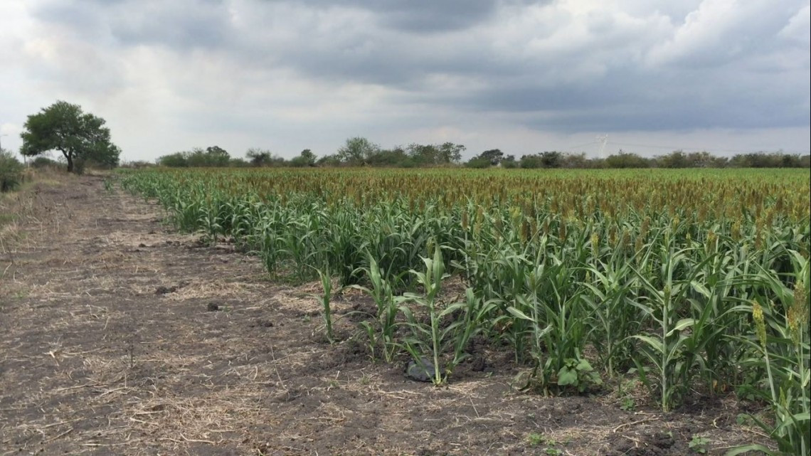 Falta de liquidez económica ahoga al campo de Altamira