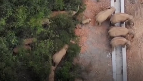 Elefantes buscan comida por las calles de China